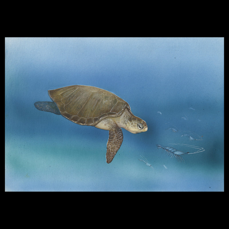 Kenya 2000 Olive Ridley Turtle watercolour artwork by Tilla Visser