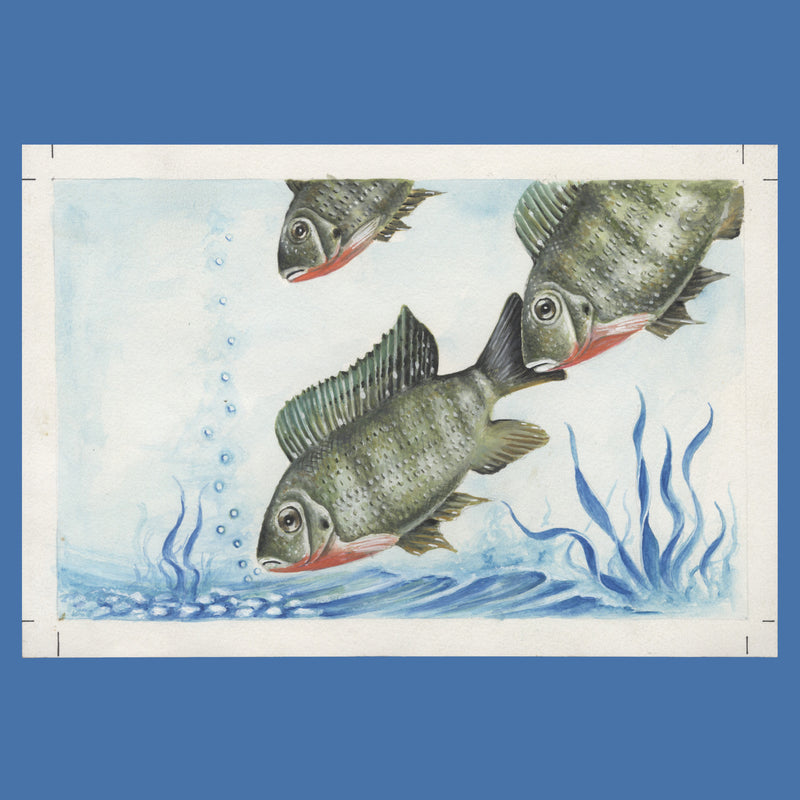 Kenya 2006 Redbreast Tilapia watercolour artwork